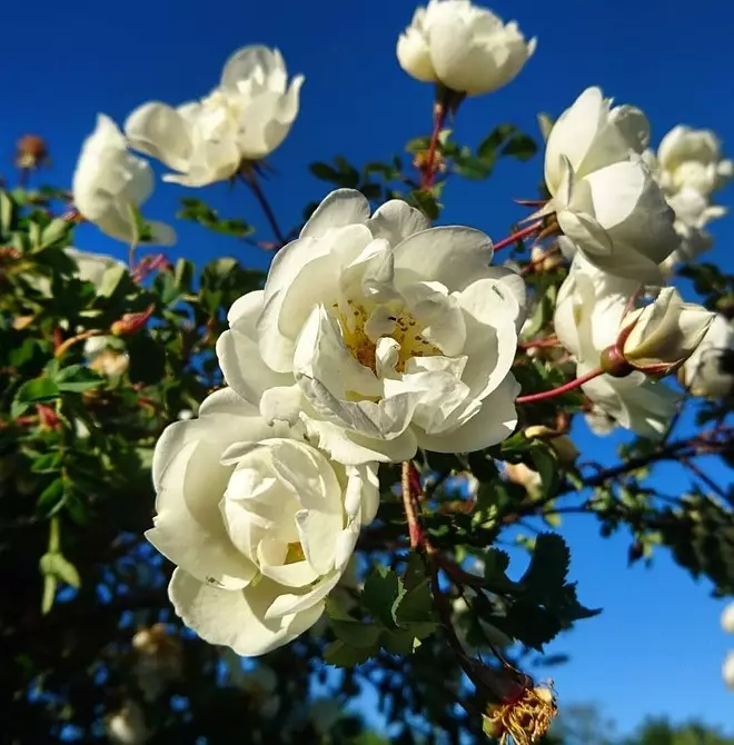 10 بہترین ملک کے بوٹیاں سفید پھولوں کو کھلاتے ہیں 7960_31
