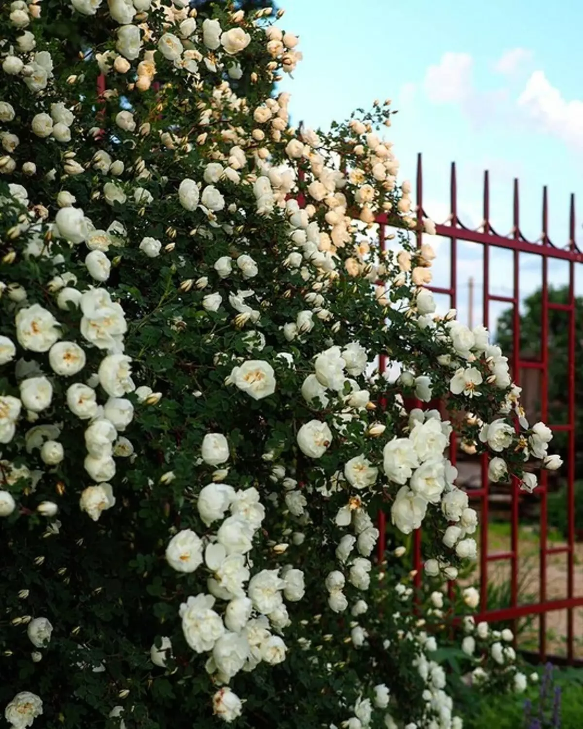 10 кращих дачних чагарників, квітучих білими квітами 7960_32