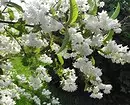 10 개의 아름다운 나라 관목이 피는 흰색 꽃 7960_34