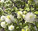 10 mellores arbustos do país floración de flores brancas 7960_35
