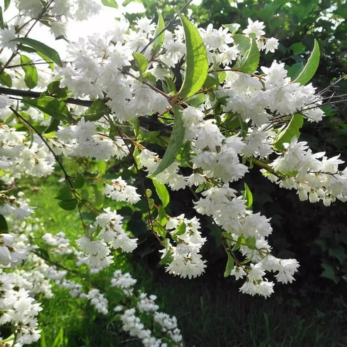 白い花を咲く10の最良の国低木 7960_36