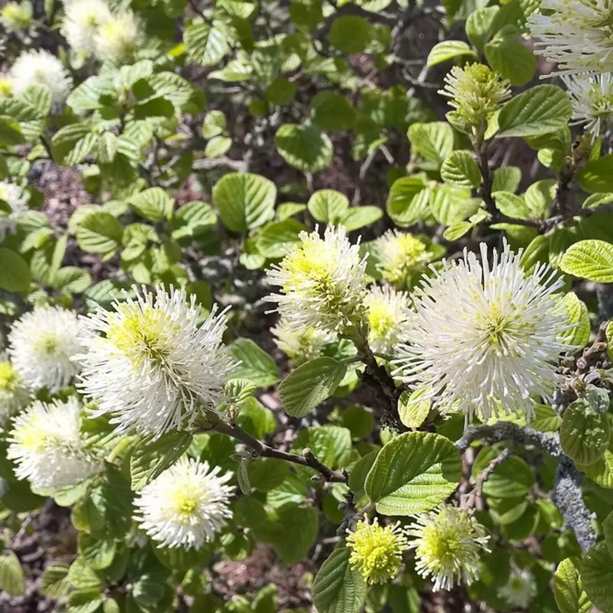 10 bedste land buske blomstrende hvide blomster 7960_37