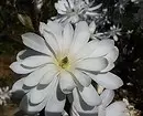 白い花を咲く10の最良の国低木 7960_38