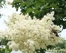 10 beste Landsträucher blühende weiße Blumen 7960_4