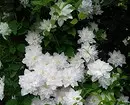 白い花を咲く10の最良の国低木 7960_40