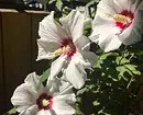 10 mellores arbustos do país floración de flores brancas 7960_41