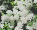 10 بہترین ملک کے بوٹیاں سفید پھولوں کو کھلاتے ہیں 7960_42