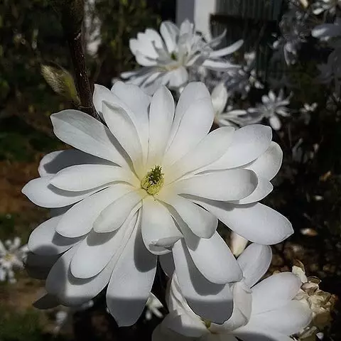 10 кращих дачних чагарників, квітучих білими квітами 7960_43