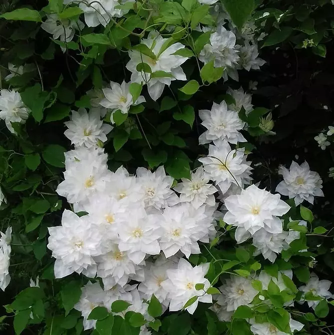 白い花を咲く10の最良の国低木 7960_45