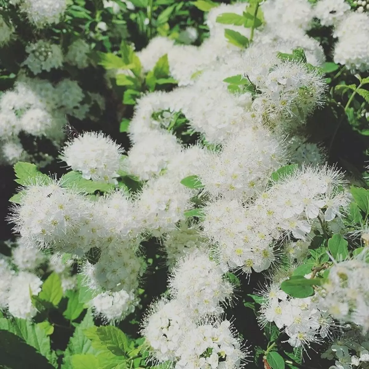 白い花を咲く10の最良の国低木 7960_47