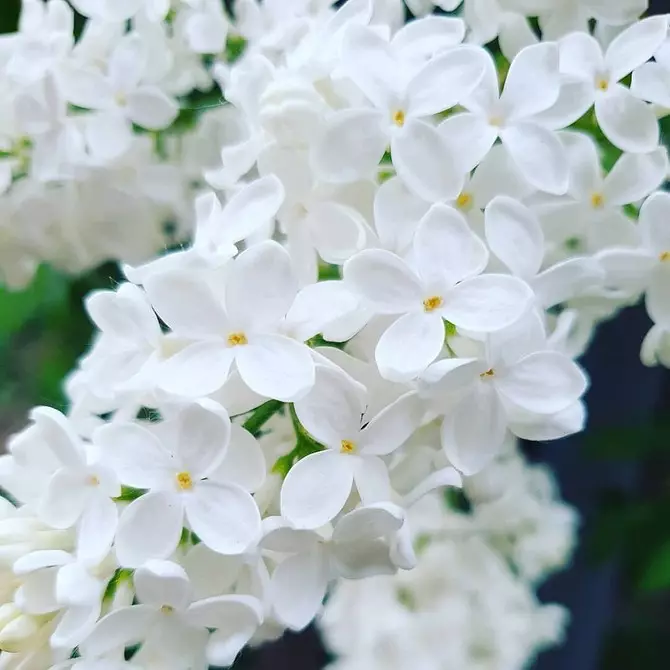 白い花を咲く10の最良の国低木 7960_5