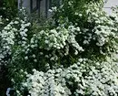 10 بہترین ملک کے بوٹیاں سفید پھولوں کو کھلاتے ہیں 7960_8