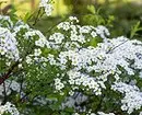 10 Best Country Shrubs Blooming White Flowers 7960_9