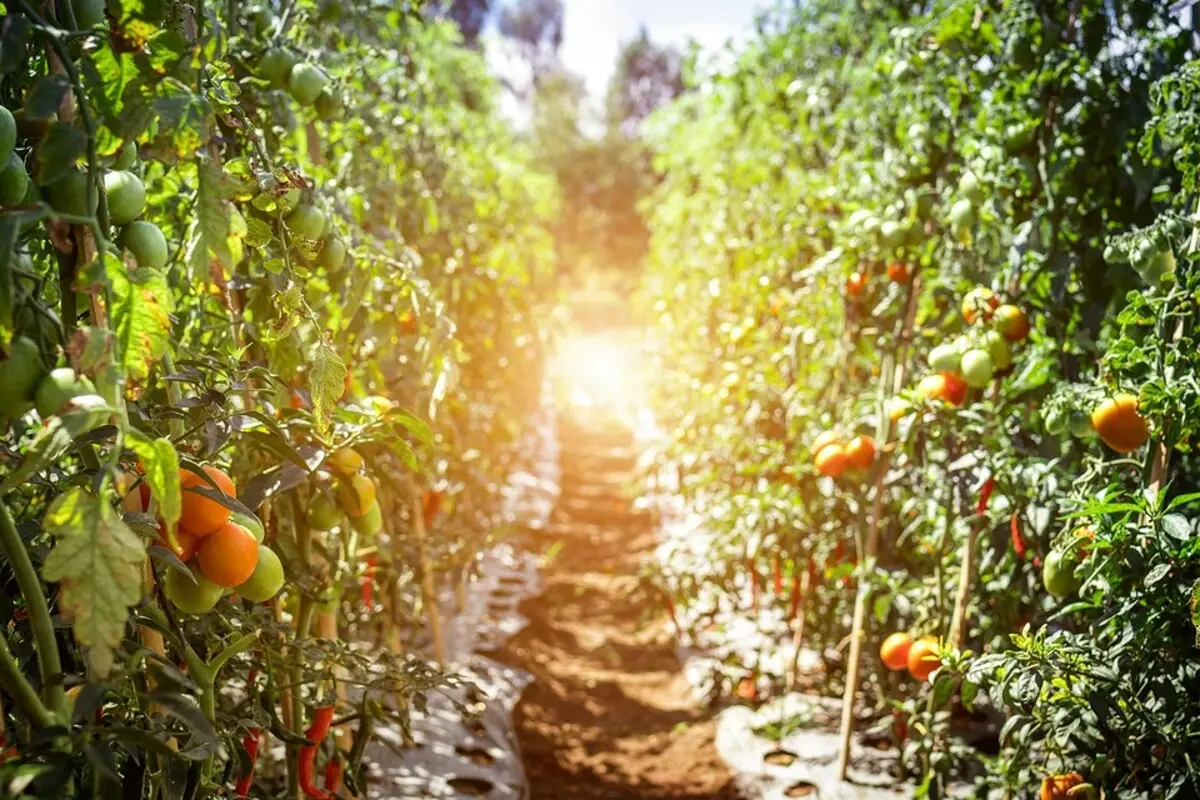 Ippjanar Taqsima 12 Acres: Kif tgħaqqad b'suċċess il-ġnien, għajxien u ż-żona tal-logħob 7976_5