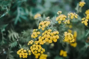 Com créixer arbust de floració groc a la casa de camp sense esforç 8011_1