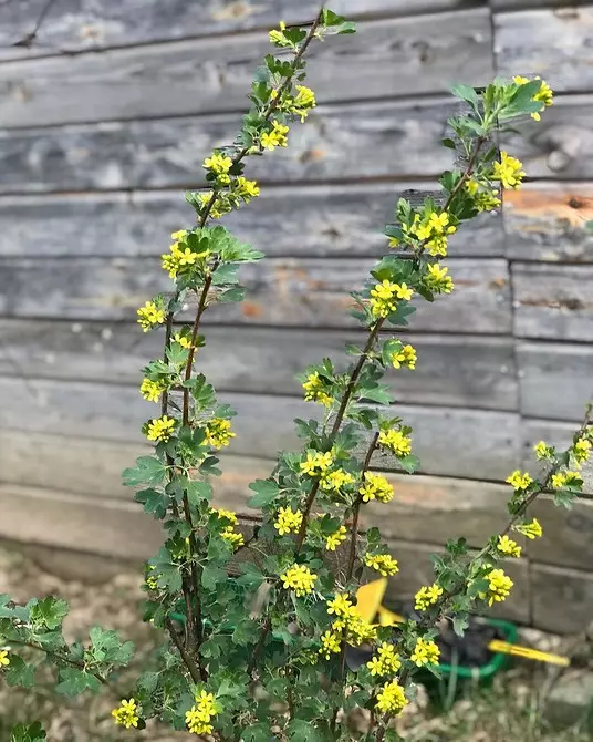 Hvordan bli gul blomstrende busk på hytta uten innsats 8011_10