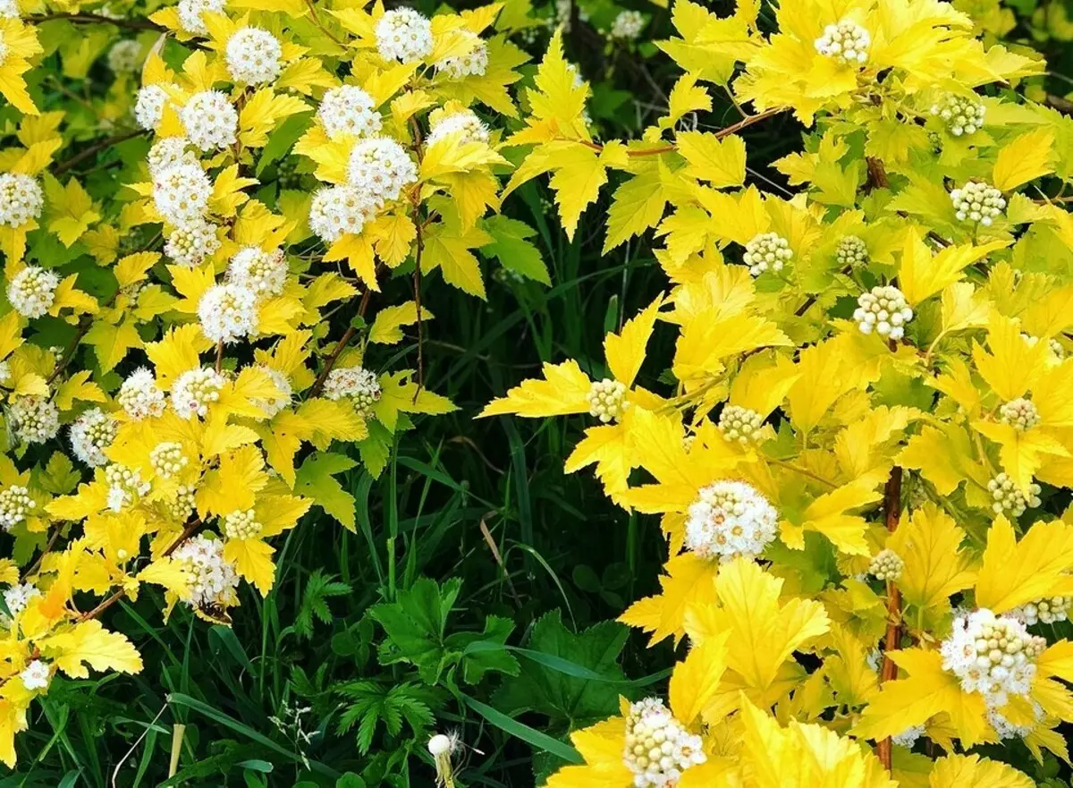 Çaba olmadan yazlıkta sarı çiçek açan çalı nasıl büyümek 8011_12