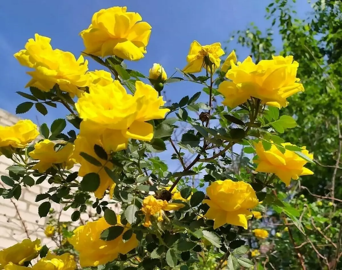 Como crescer arbusto amarelo de florescência na casa de campo sem esforço 8011_13