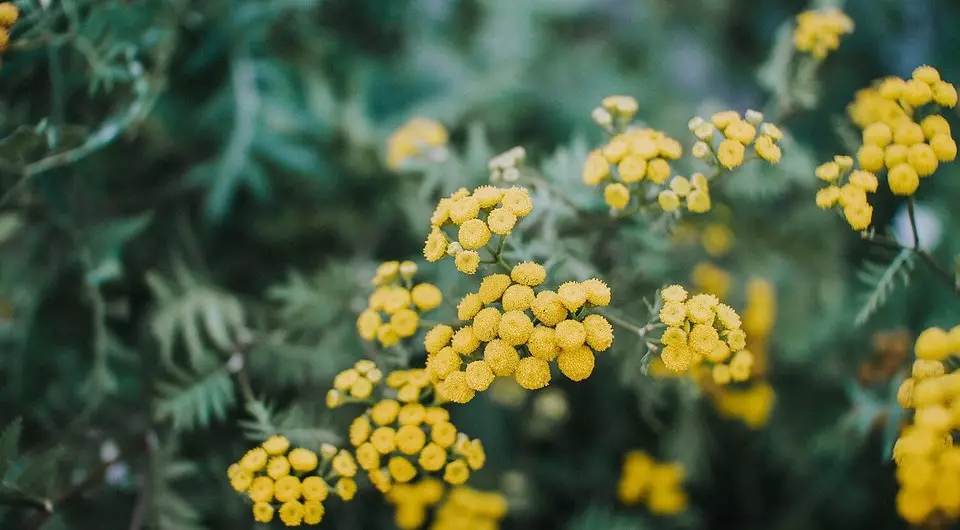 Hvordan bli gul blomstrende busk på hytta uten innsats