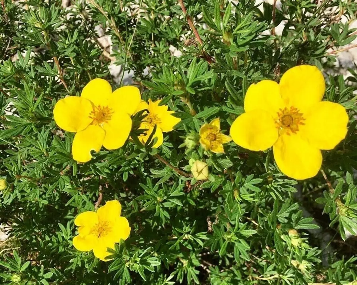 Çaba olmadan yazlıkta sarı çiçek açan çalı nasıl büyümek 8011_5