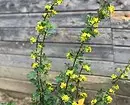 Hur man växer gul blommande buske på stugan utan ansträngning 8011_8