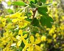 Como cultivar arbusto de floración amarelo na casa sen esforzo 8011_9