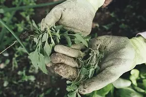 איך להיפטר עשבים על מגרש, שבילים גן ומיטות: 13 דרכים 8019_1