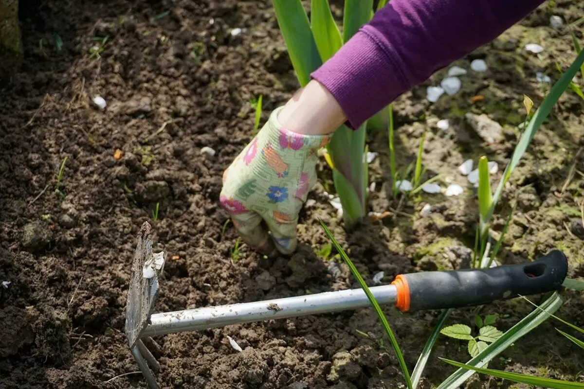 How to get rid of weeds on a plot, garden paths and beds: 13 ways 8019_11