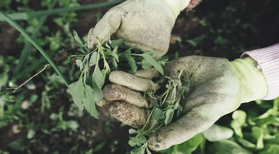 음모, 정원 경로 및 침대에서 잡초를 제거하는 방법 : 13 가지 방법
