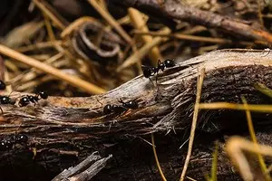 Paano mapupuksa ang mga ants sa bansa sa pamamagitan ng binili at katutubong remedyo 8051_1