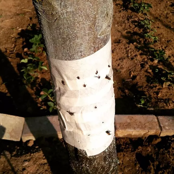 Paano mapupuksa ang mga ants sa bansa sa pamamagitan ng binili at katutubong remedyo 8051_13