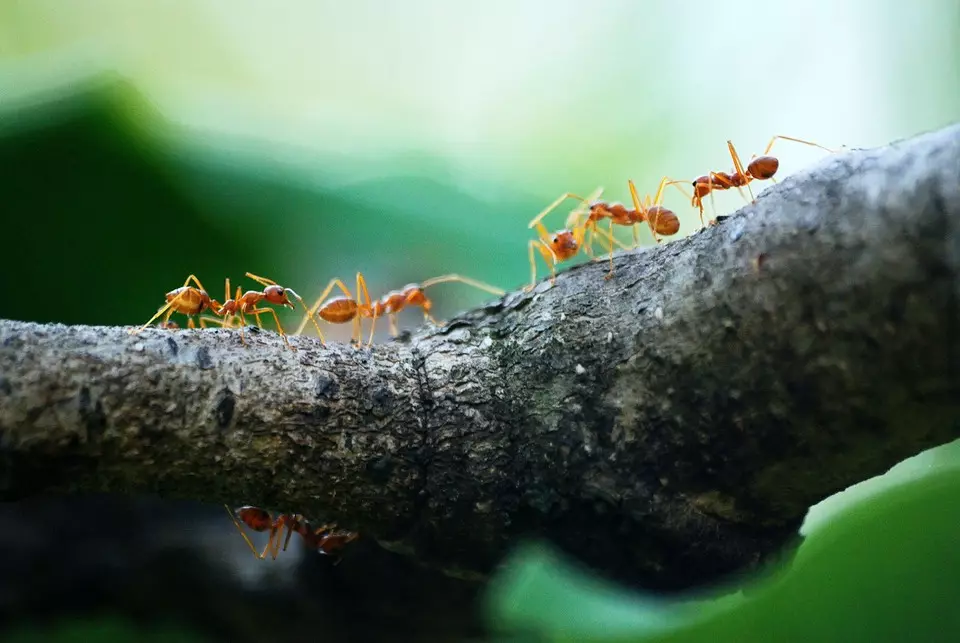 Kako se znebiti mravljev v državi s kupljenimi in ljudskimi zdravili 8051_7