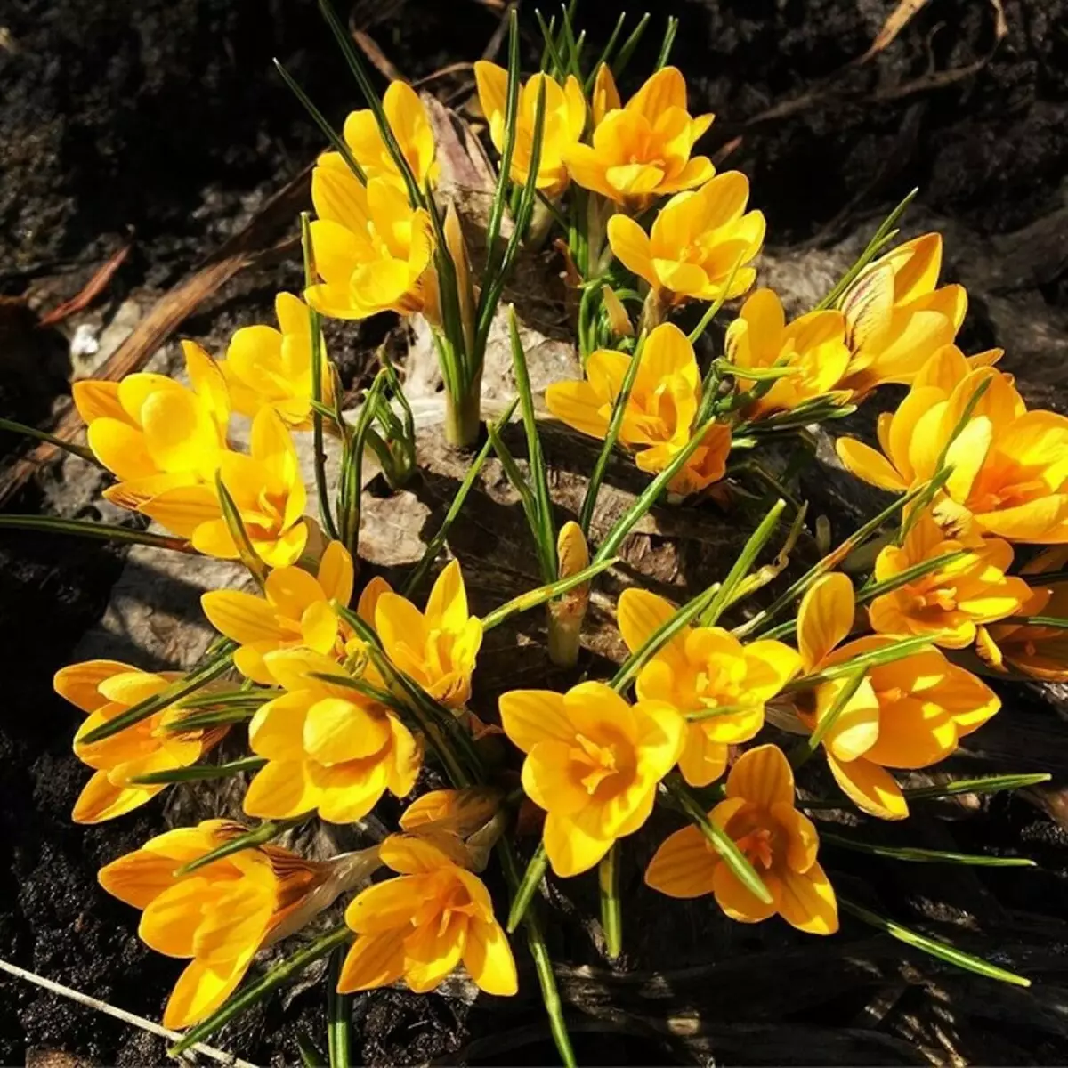 Wir wählen die unprätgsten Blumen für das Häuschen: 23 Geeignete Arten 8087_10