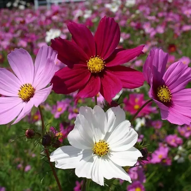 Vi vælger de mest uhøjtidelige blomster til sommerhuset: 23 Egnede arter 8087_101