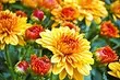 4 월에 코티지에 넣을 꽃 : 화단을위한 아름다운 식물 목록