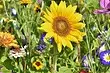 7 цікавих фактів про квіти, які знають тільки садівники (перевірте себе!)