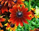 Vybereme si nejkrásnější květiny pro chalupu: 23 vhodných druhů 8087_120