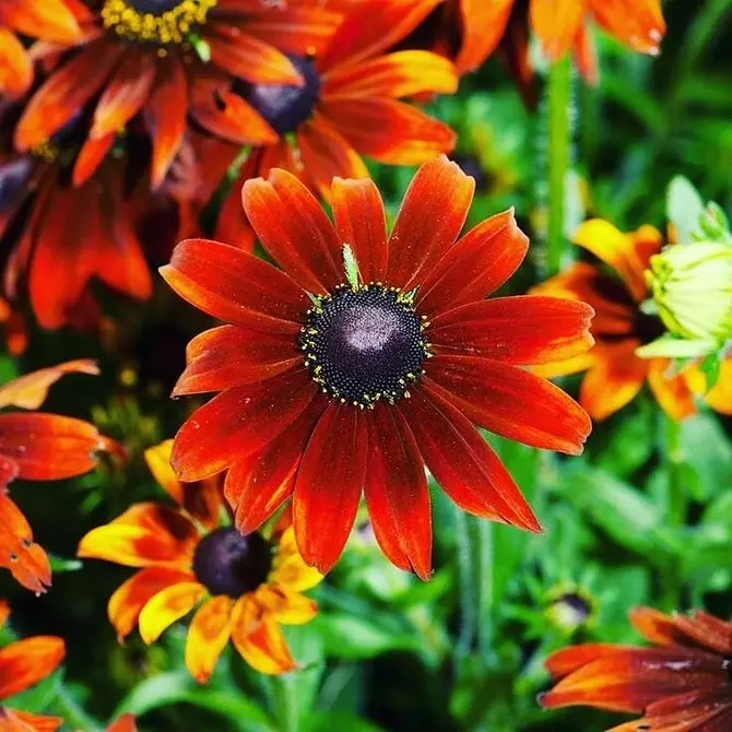 Elegimos las flores más sin pretensiones para la casa: 23 especies adecuadas. 8087_122