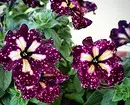 Επιλέγουμε τα πιο απεριόριστα λουλούδια για το εξοχικό: 23 κατάλληλα είδη 8087_124