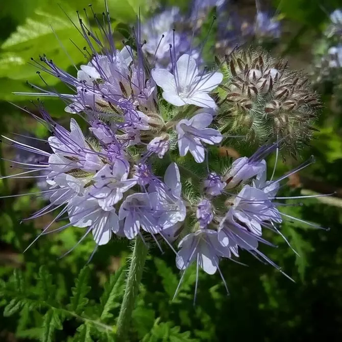 Pinipili namin ang pinaka-hindi mapagpanggap na mga bulaklak para sa cottage: 23 angkop na species 8087_131