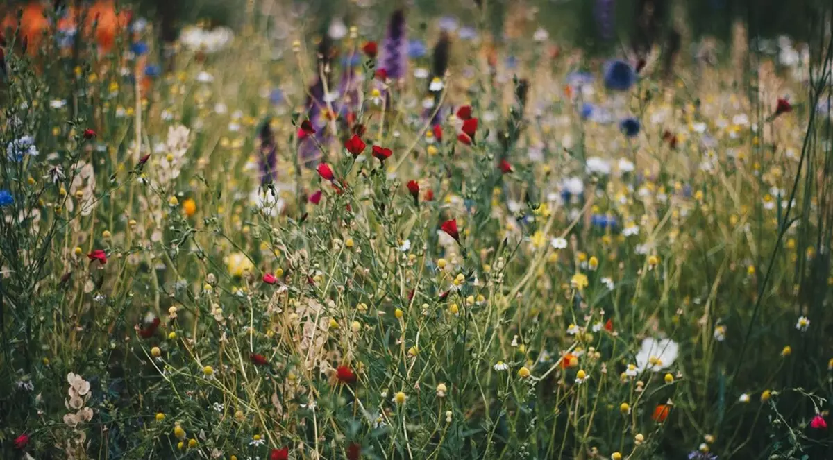 आम्ही कुटीरसाठी सर्वात नम्र फुले निवडतो: 23 योग्य प्रजाती