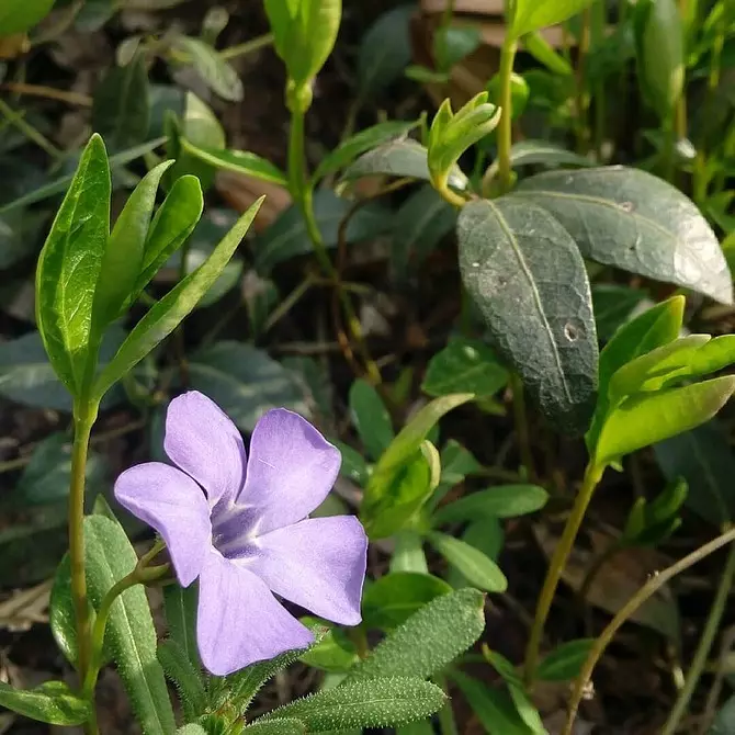 Vi velger de mest upretensiøse blomster for hytta: 23 egnede arter 8087_25