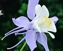Vi velger de mest upretensiøse blomster for hytta: 23 egnede arter 8087_33