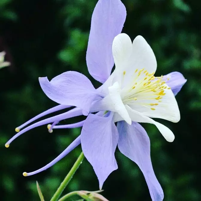 Pinipili namin ang pinaka-hindi mapagpanggap na mga bulaklak para sa cottage: 23 angkop na species 8087_36