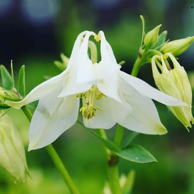 Wir wählen die unprätgsten Blumen für das Häuschen: 23 Geeignete Arten 8087_37