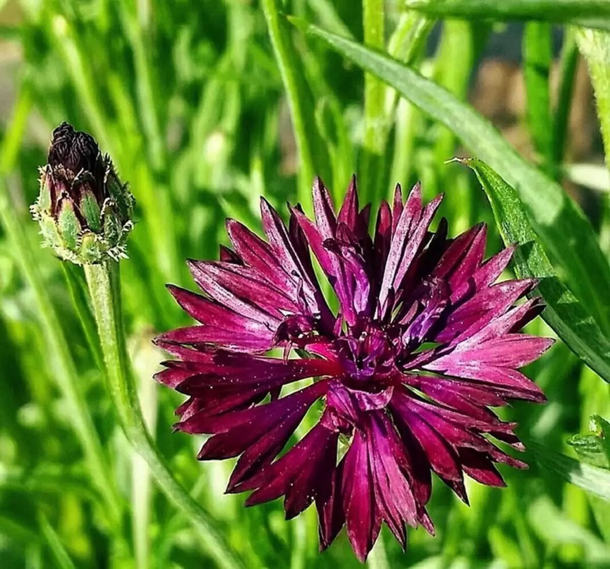 Pinipili namin ang pinaka-hindi mapagpanggap na mga bulaklak para sa cottage: 23 angkop na species 8087_46