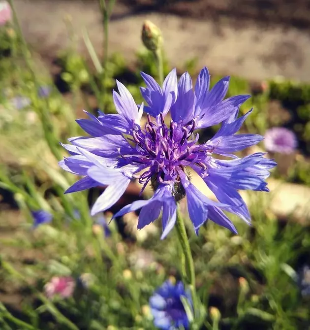 Pinipili namin ang pinaka-hindi mapagpanggap na mga bulaklak para sa cottage: 23 angkop na species 8087_47