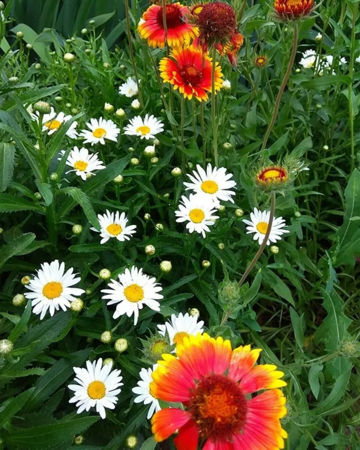 Pinipili namin ang pinaka-hindi mapagpanggap na mga bulaklak para sa cottage: 23 angkop na species 8087_54