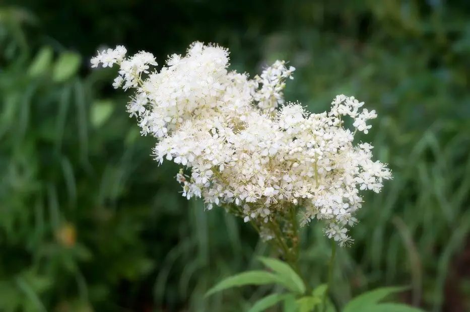 Pinipili namin ang pinaka-hindi mapagpanggap na mga bulaklak para sa cottage: 23 angkop na species 8087_59