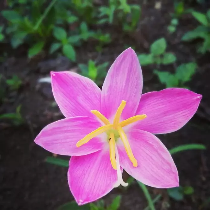 Vybereme si nejkrásnější květiny pro chalupu: 23 vhodných druhů 8087_6